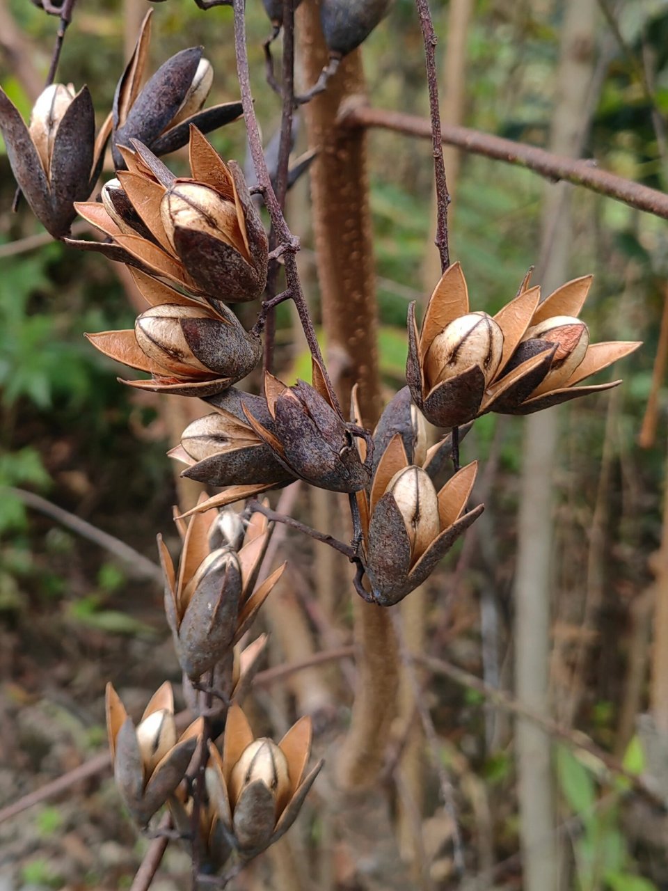 春芽树果实图片