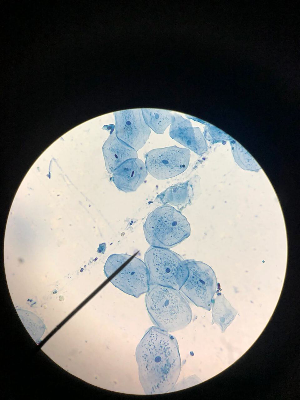 图示口腔上皮细胞中蓝绿色颗粒即为线粒体,在细胞核附近分布集