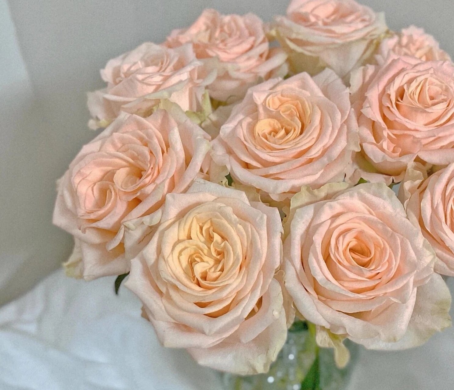 每天认识一种花--柏拉图玫瑰 柏拉图 浪漫的名字,浪漫的颜色,肉粉色