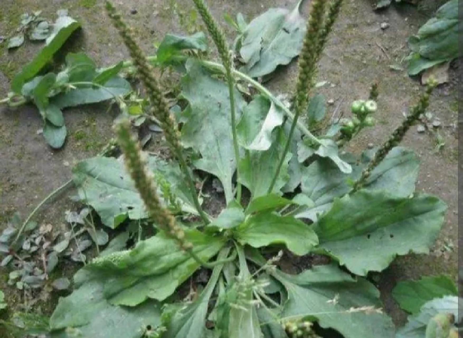 2,猪耳朵草具有利尿药理作用,可使人的水分排出增多,并增加尿素,尿酸
