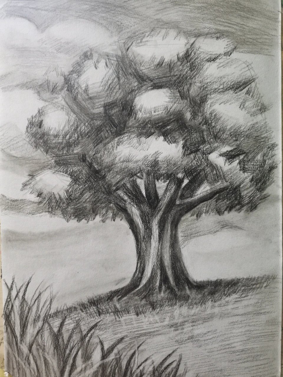 植树节主题画素描大树#植树节主题画# #少儿美术# #素描# #每日一练