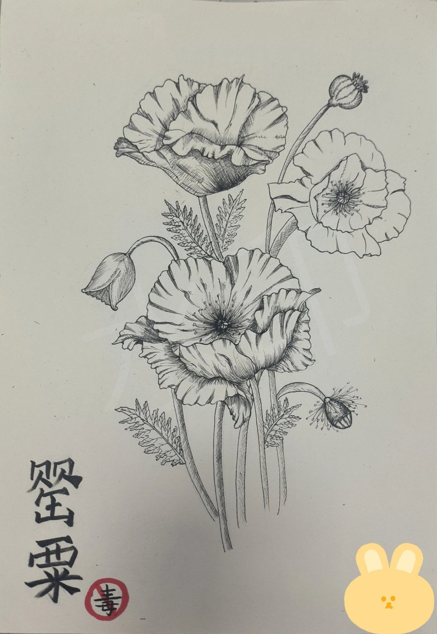 禁毒绘画主题画【罂粟花】 早教人的作业,图片上是罂粟花,第一次画这