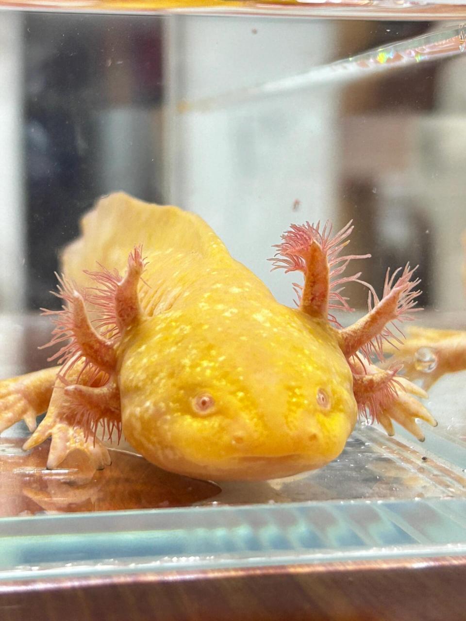 新手小白养六角恐龙!