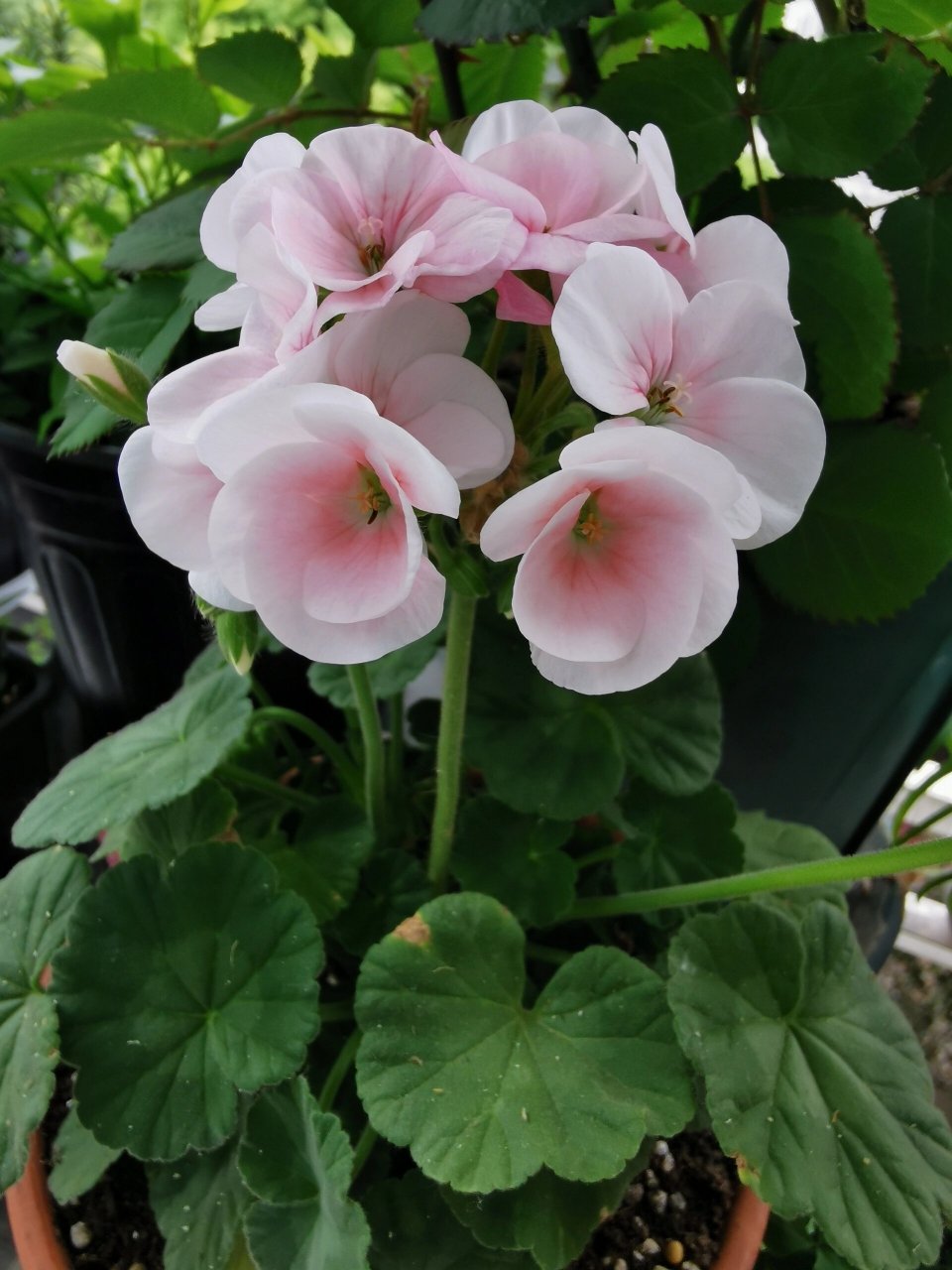 天竺葵-苹果花 实物颜色比照片更好看,真的好粉嫩,好少女,爱了爱了