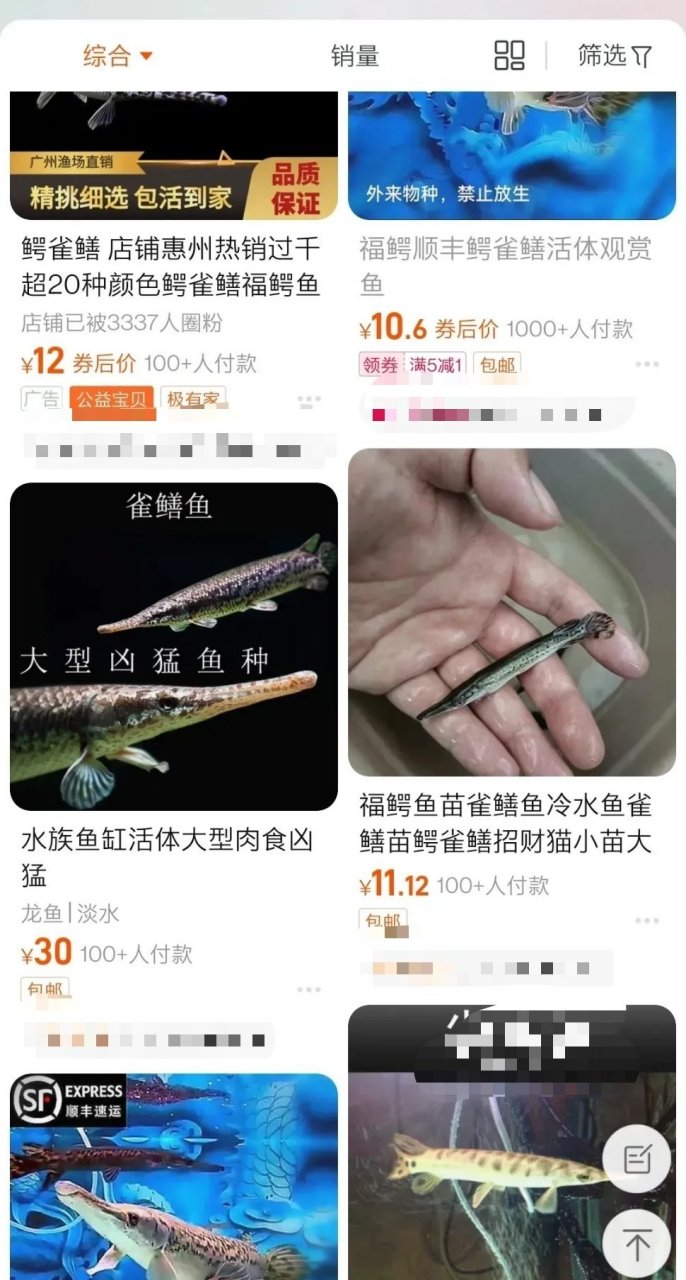 鳄雀鳝鱼苗图片