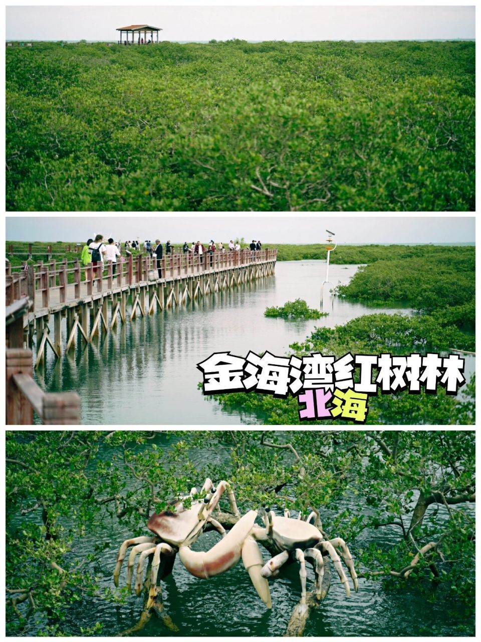 探访北海的"海上森林"～金海湾红树林 【探访北海的"海上森林",金海湾