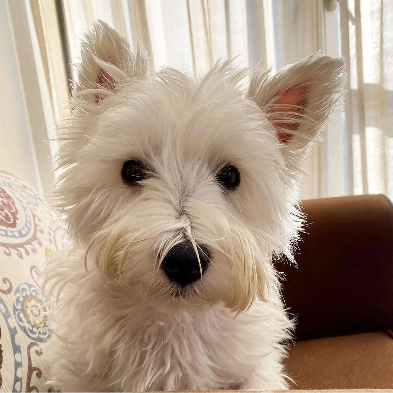 谈谈养狗,养西高地的优缺点 繁殖西高地白梗很多年了,今天来谈谈西