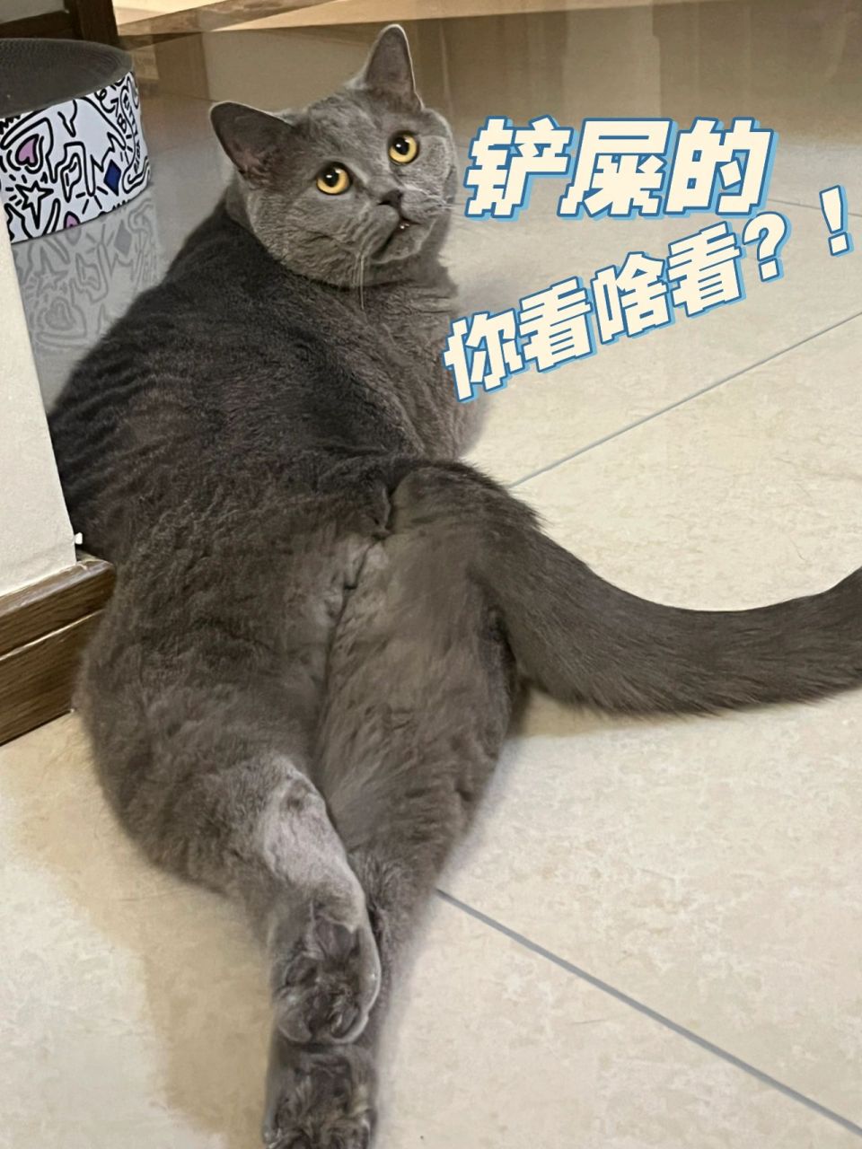 蓝猫的翘臀与妖娆长毛腿 躺在沙发上看书 一回头与胖爷产生了眼神的