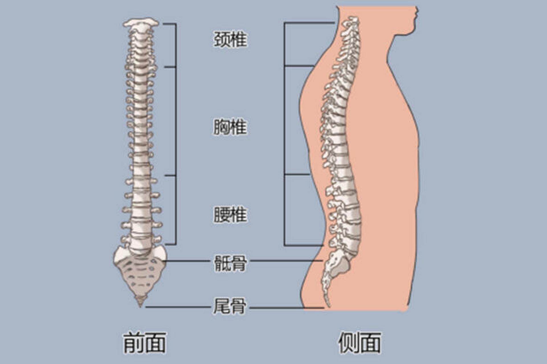 l3腰椎是什么位置图片图片