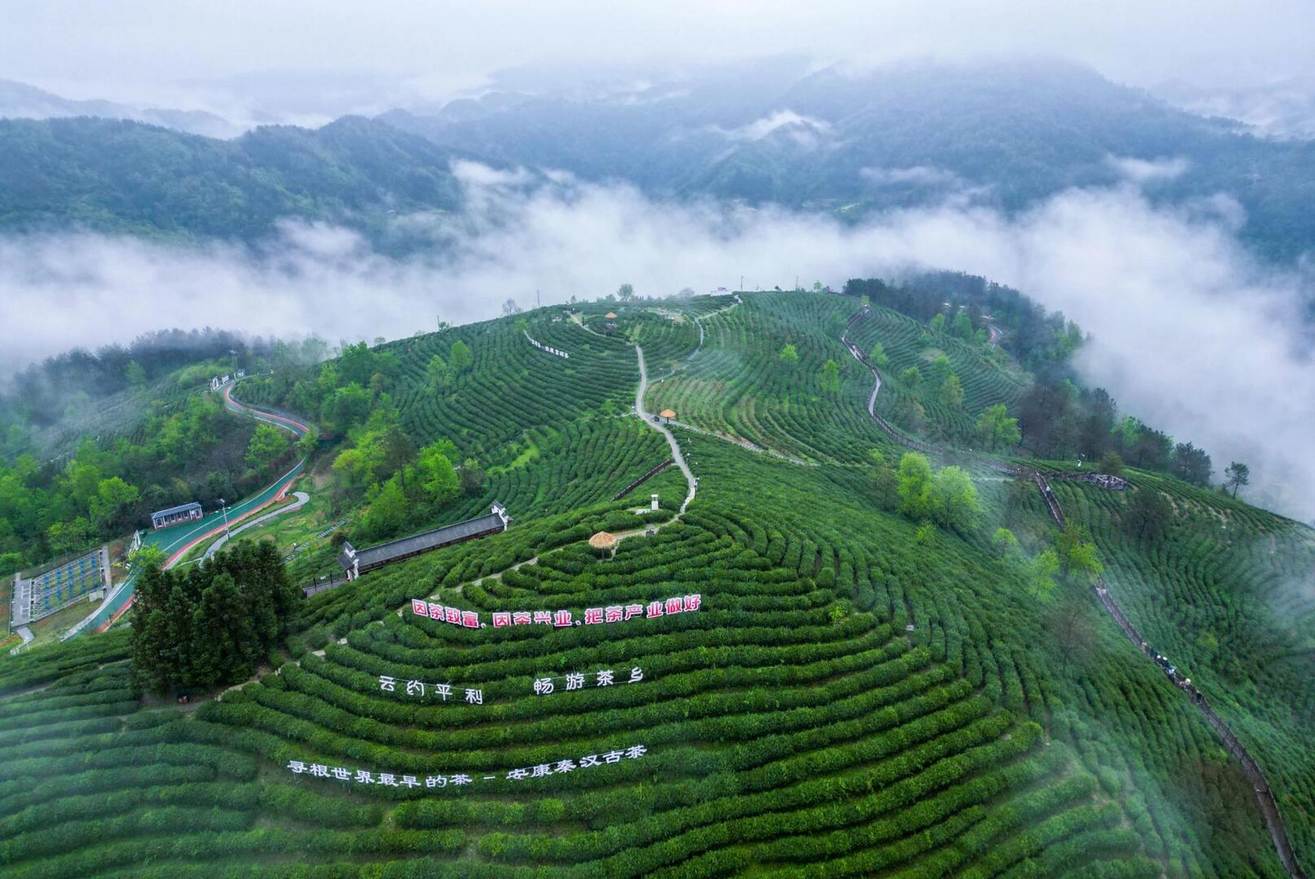 安康蒋家坪茶园图片