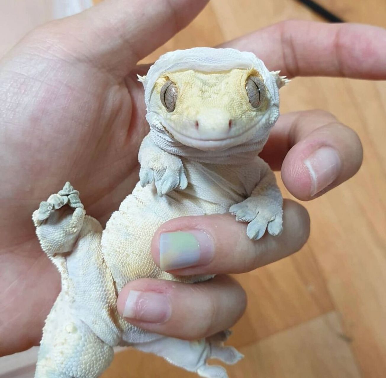 自带潮服的小睫98 #睫角守宫# #守宫# #睫角# #爬宠# #爬行动物