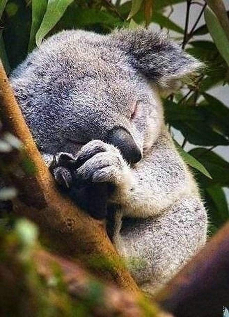 考拉,每天睡觉20个小时,吃2个小时,发呆2个小时,这才是完美人生啊!