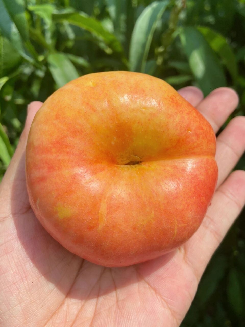 一些关于黄油蟠桃618的说明~ 黄油蟠桃六月20左右开始成熟,马上迎来