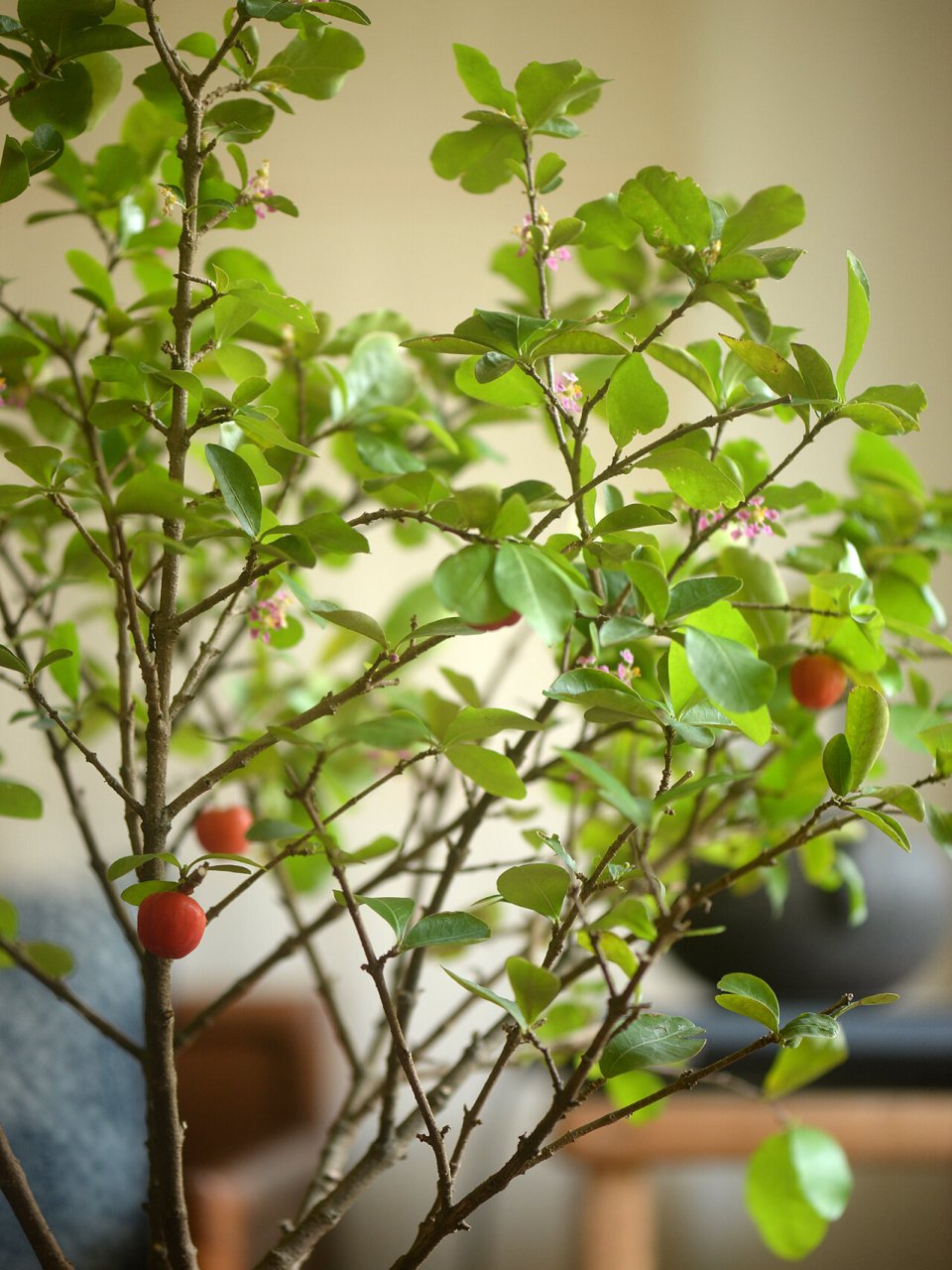 一边开花,一边结果,四季不停,成果率还高 喜阳,有点阳光就开花结果