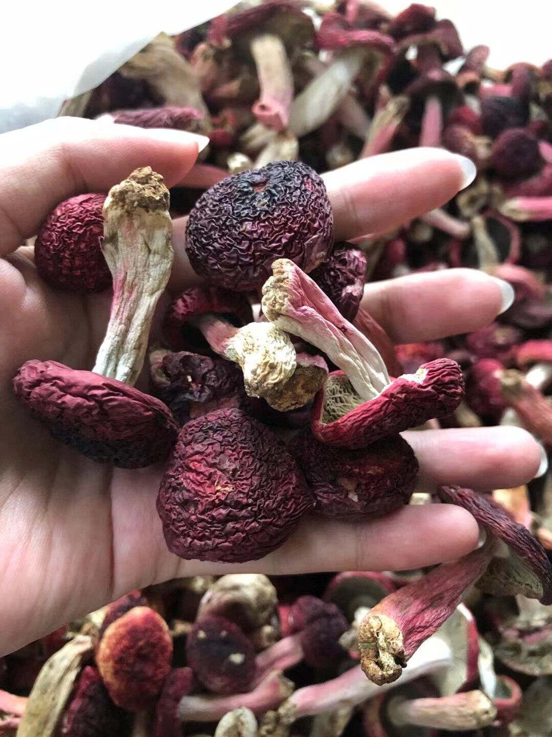 云南野生红菇上市啦 红菇季 鲜在当季,舌尖上的山珍 补气血~随便搭配