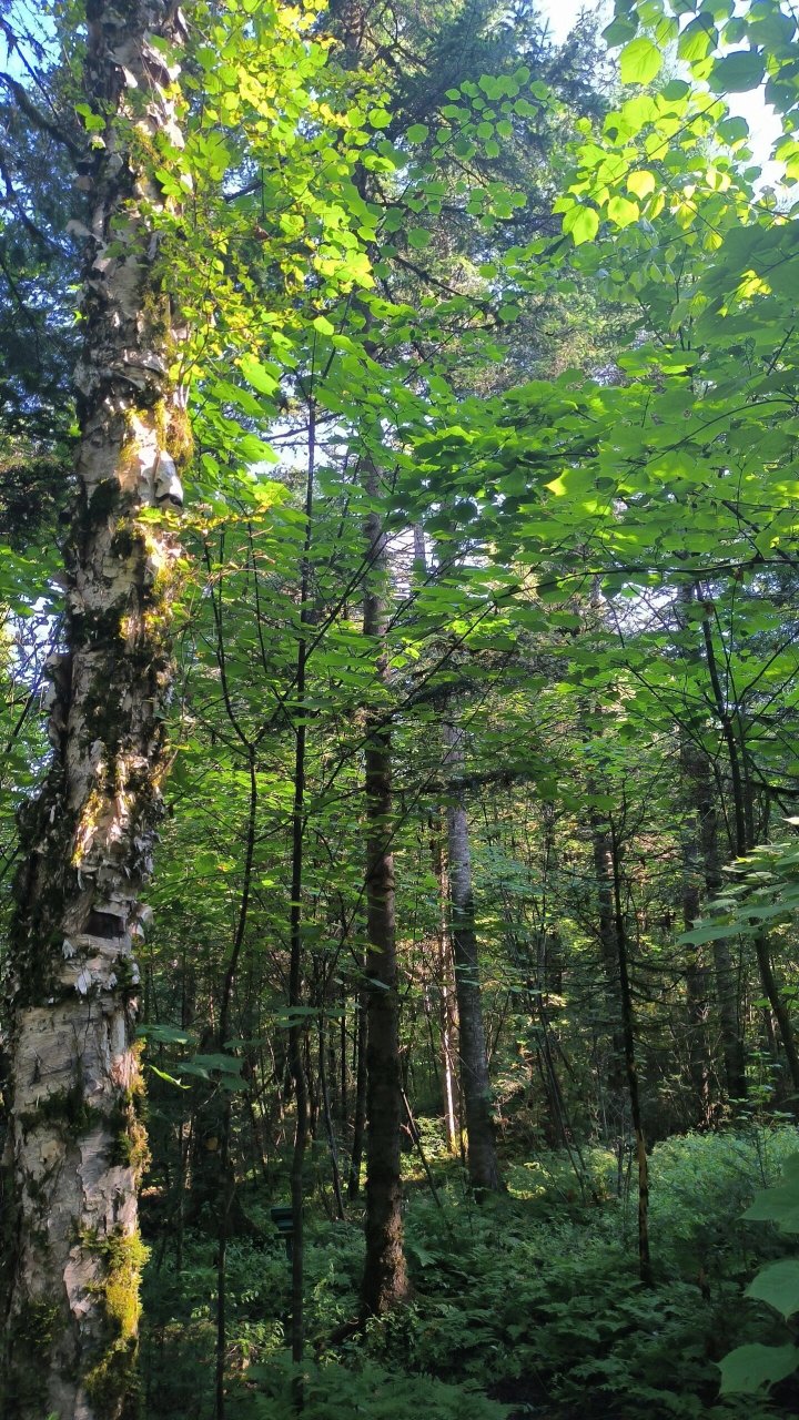 伊春汤旺河石林风景区攻略 汤旺河国家公园是我国第一个国家公园,是5a