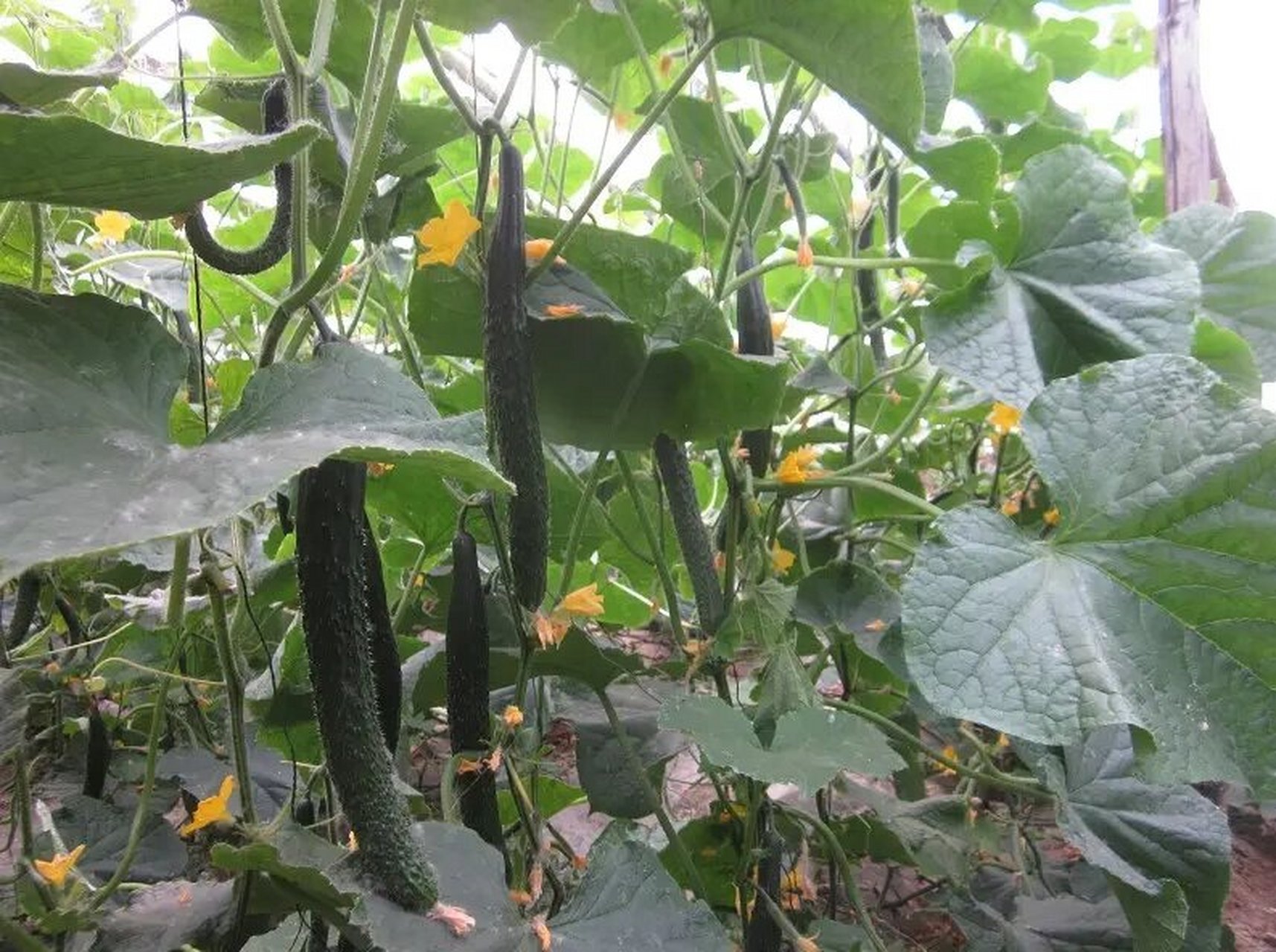 科普:顶花带刺的黄瓜怎么来的 图一:常见的大黄瓜全称叫"油亮密刺黄瓜