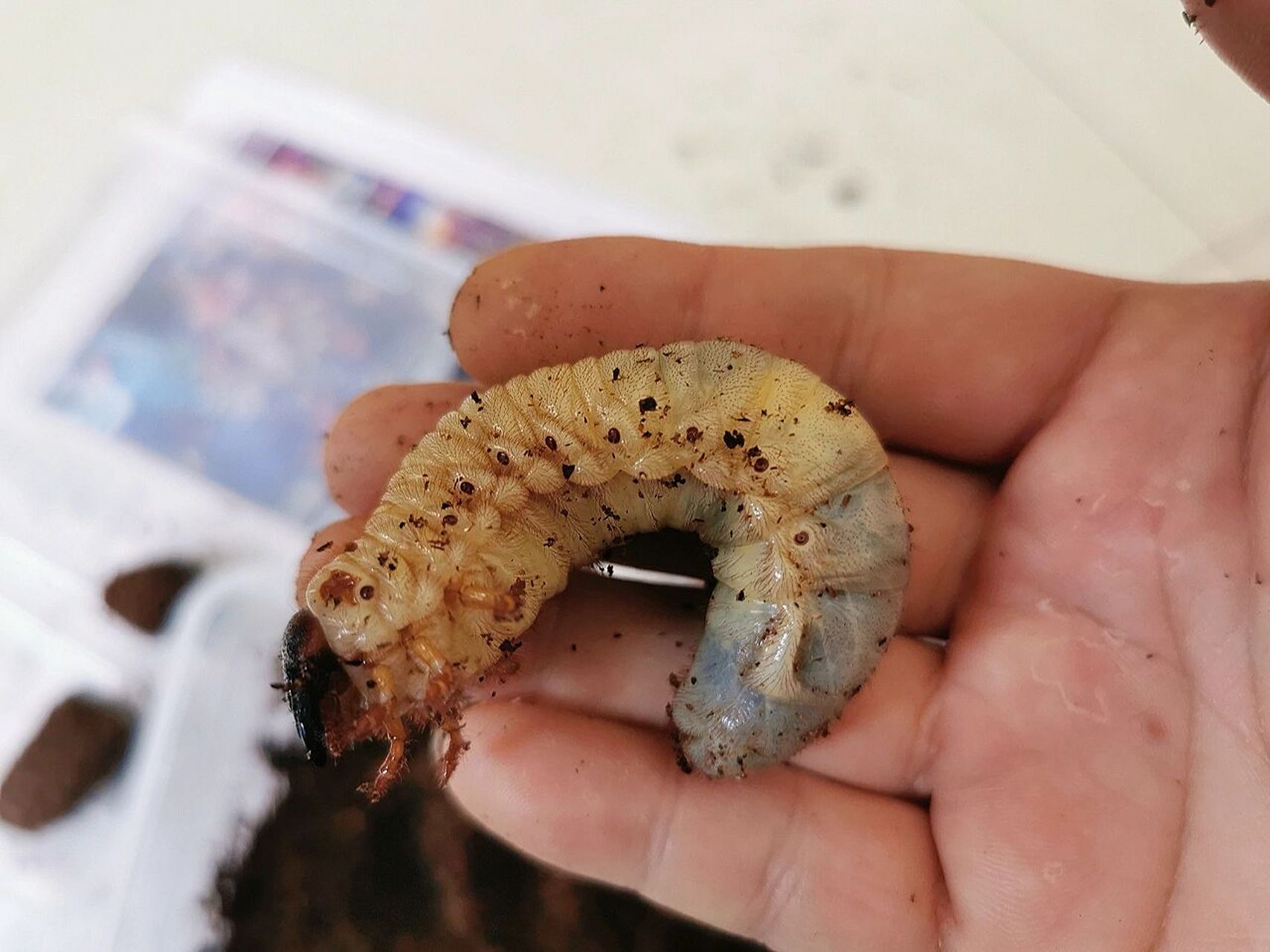 日常翻出来看看独角仙生长情况 独角仙幼虫,一般称为蛴螬,较大的虫体