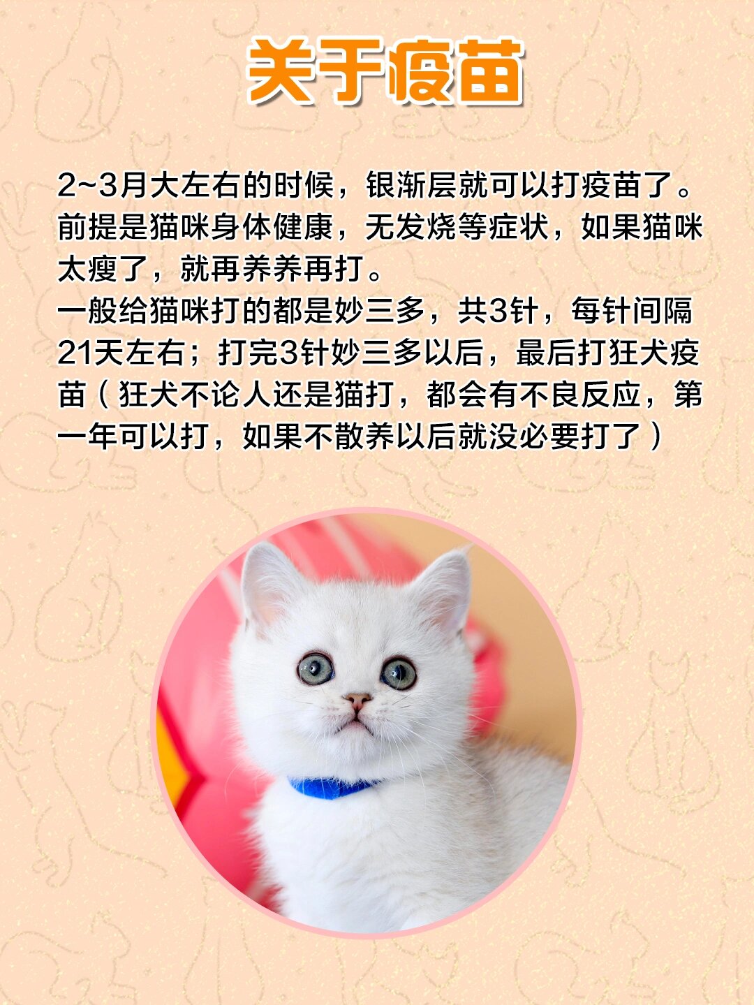 饲养攻略7199|英短银渐层怎么养?