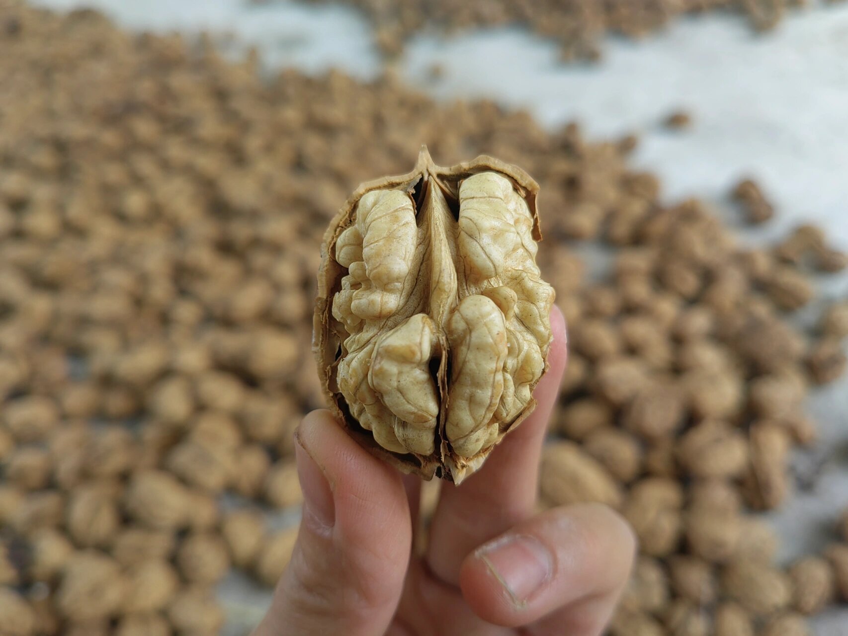 我家的野生老树山核桃