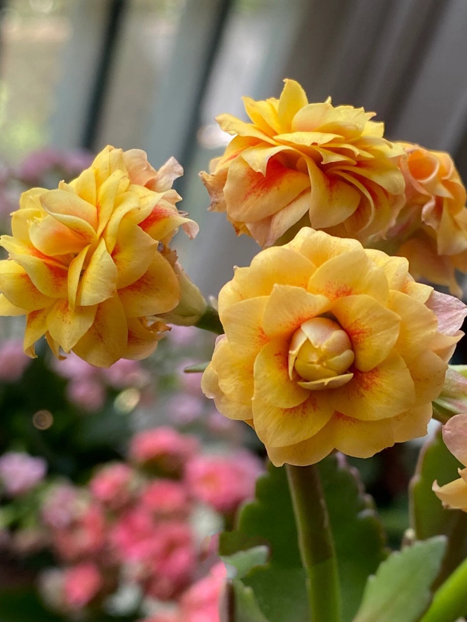 太阳神(流金岁月)～(50)记录长寿花的日常 太阳神也叫流金岁月,传系列