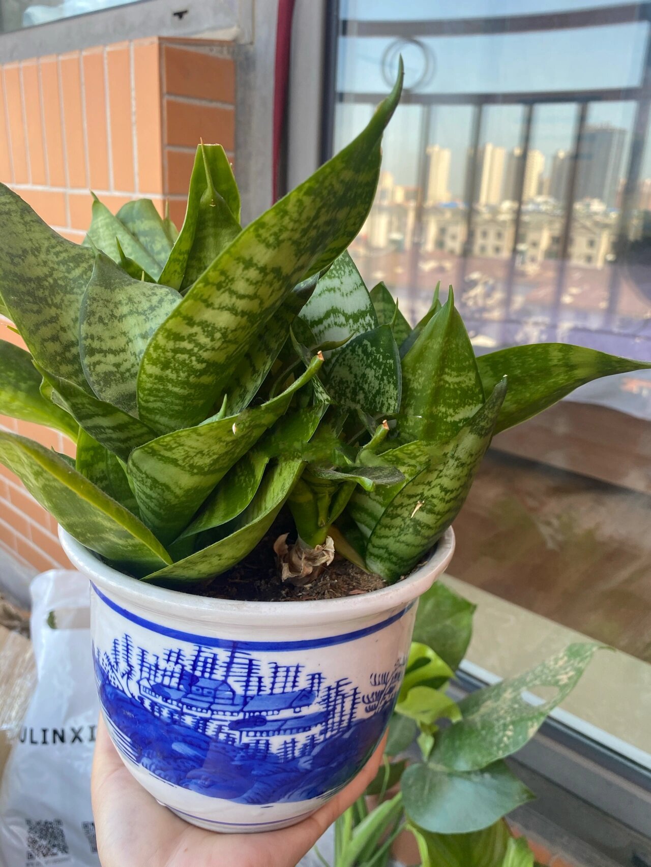 矮株虎皮兰分盆