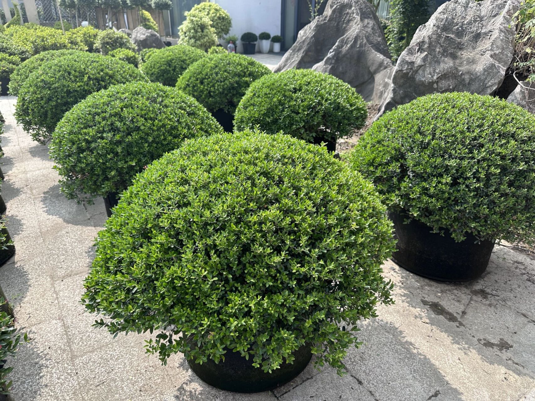 球球中的爱马仕—冬青先令 95先令冬青球是最近在花卉市场上新认识