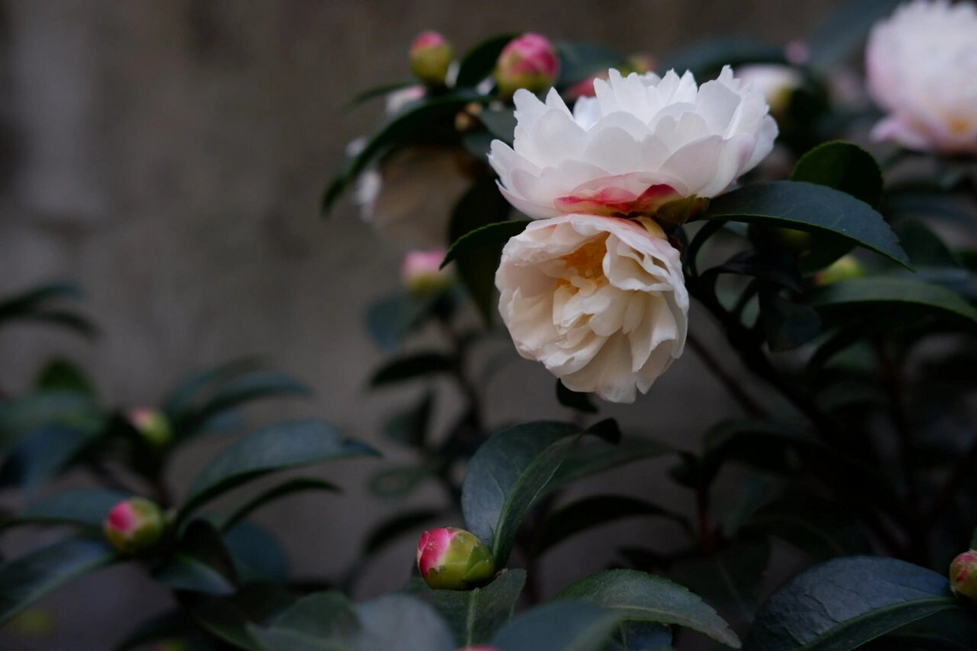 自带仙气的茶梅品种,朝仓. 这棵茶梅去年收到的时候仅剩一朵花.