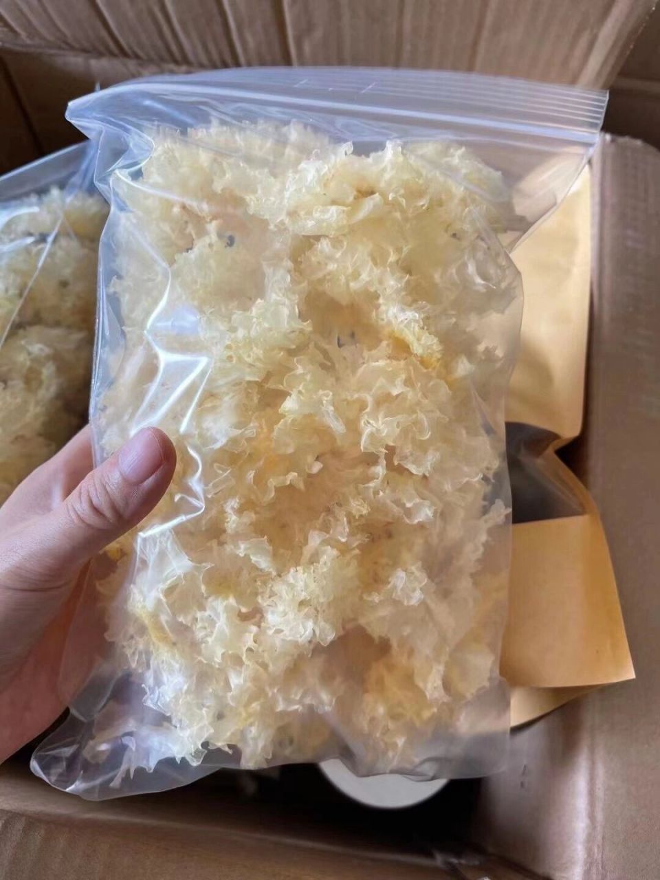 天然环境中生长的椴木银耳 用传统栽培方式——段木栽培培育出来的