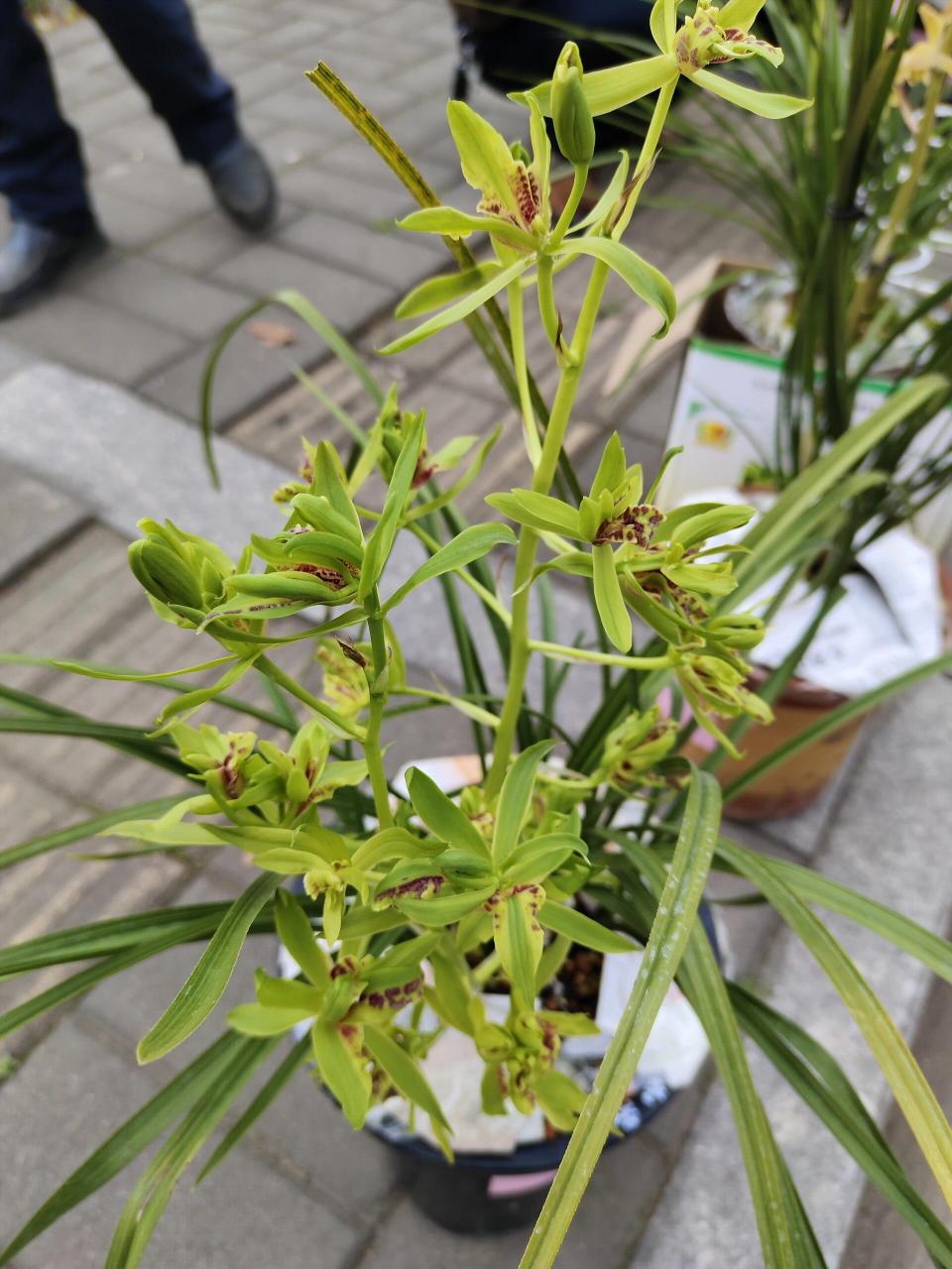 aaaa级景区天子寨   高品质舒城小兰花