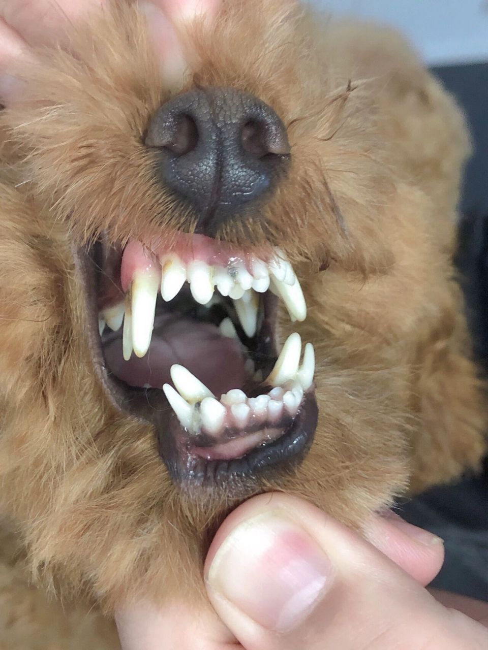 三个月的泰迪牙齿照片图片