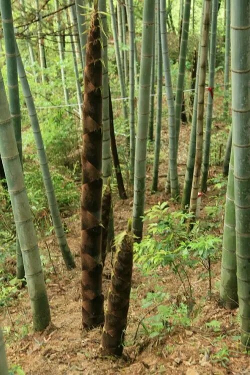 大别山毛竹 这里山清水秀,鸟语花香.