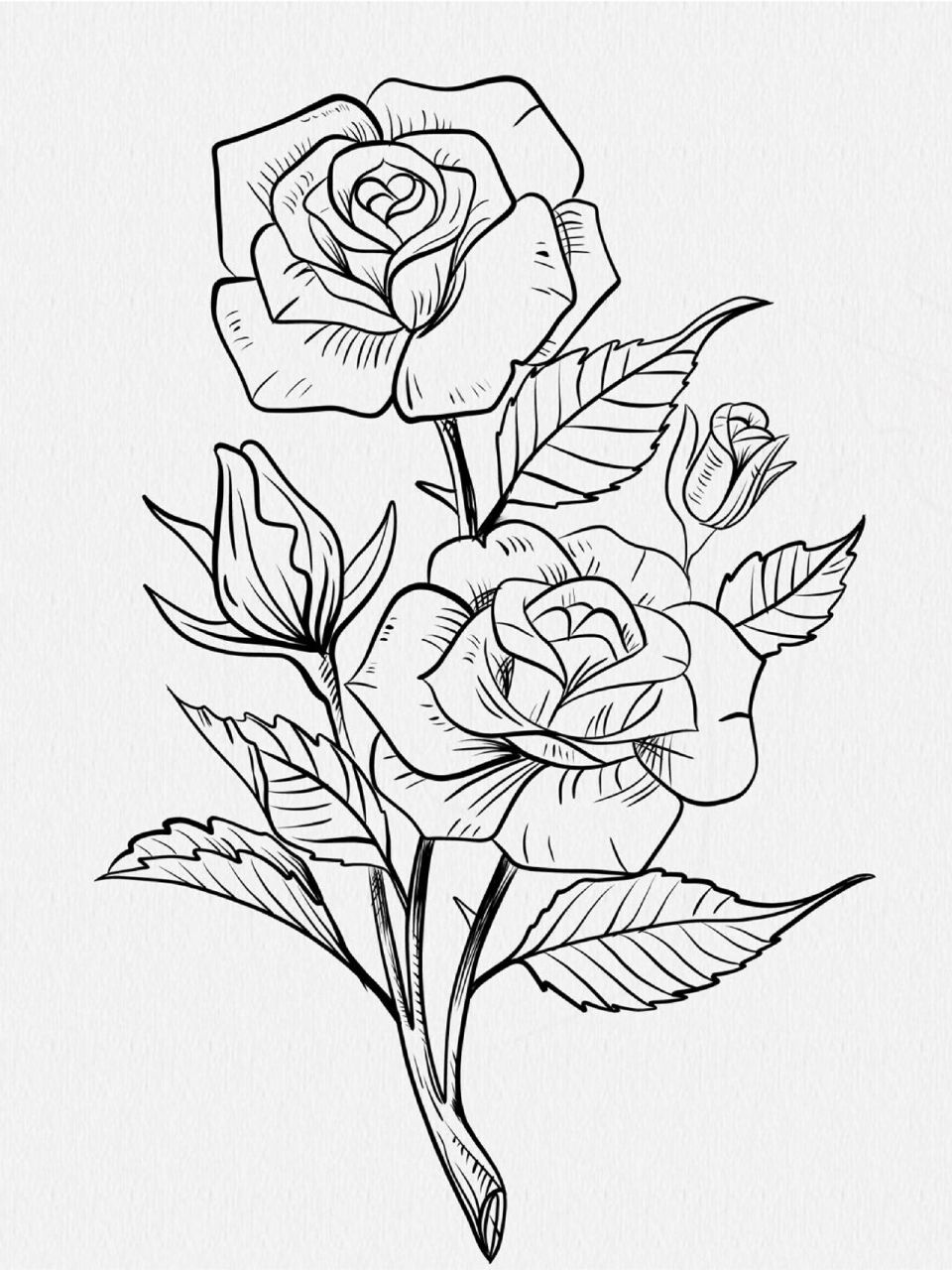 插画|玫瑰花线描绘画过程(18-19/100) 最近又忙又偷懒,希望自己能持续