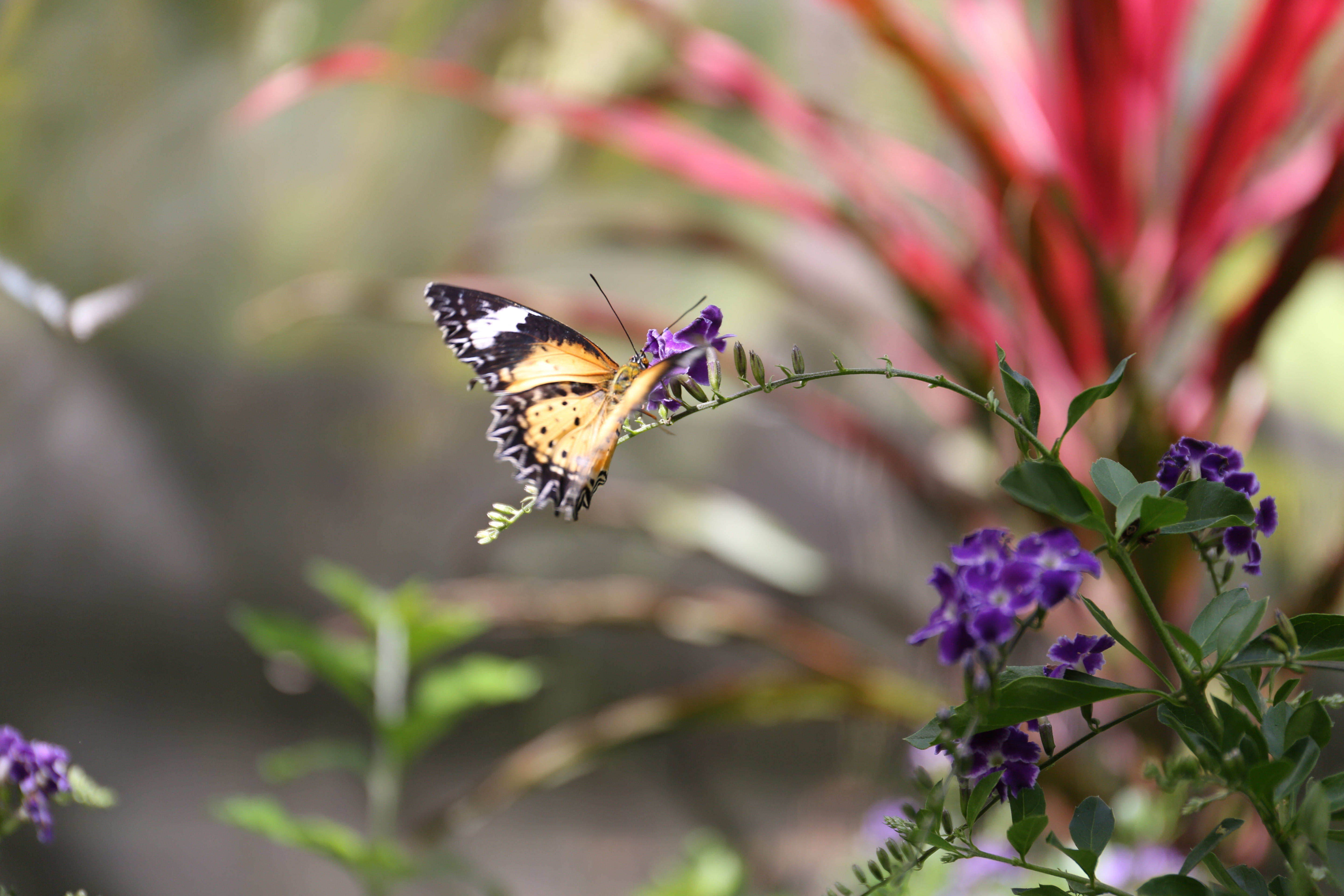 卷絮风头寒欲尽,坠粉飘红,日日成香阵