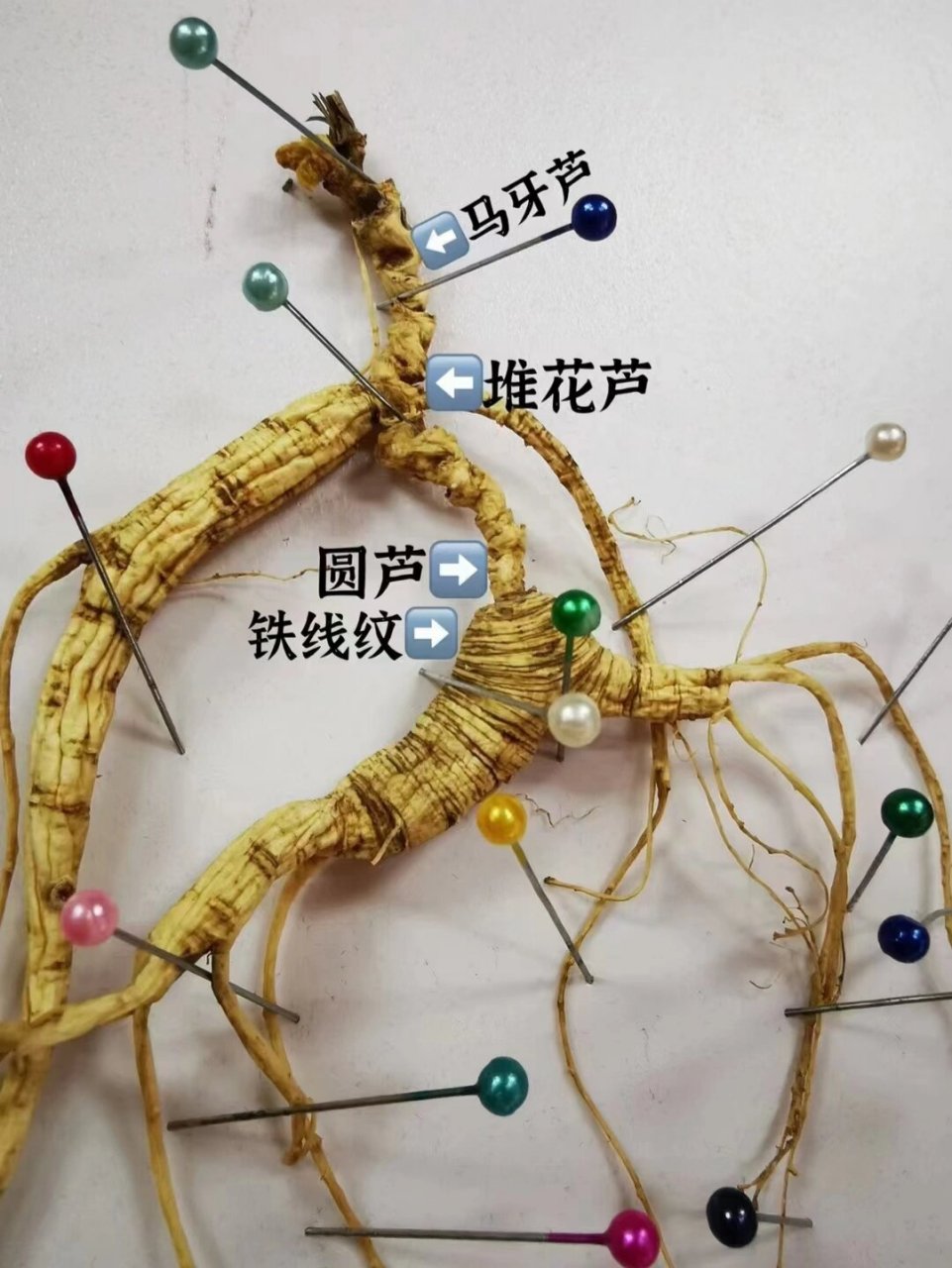 辩识野山参有妙招 96野山人参96 芦:俗称"芦头".