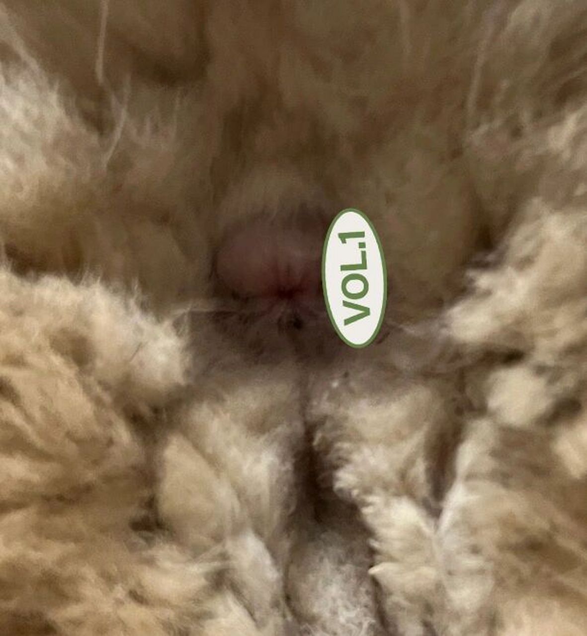 猫咪肛门腺上边肿了 ,图片预警 之前菊花是皱皱巴巴的,今天突然发现上