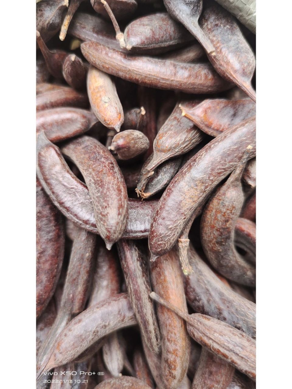 皂角-猪牙皂 中药名.