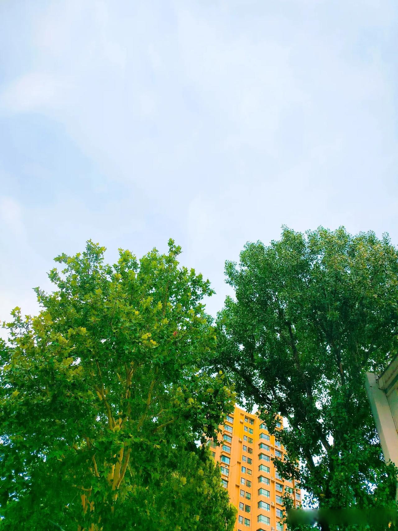夏日生活打卡季今天一片晴空万里无云气温似乎有点热还有点凉应该