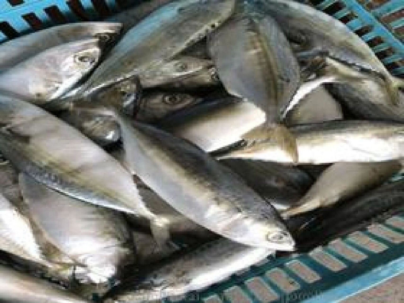 巴浪鱼的功效和营养价值 巴浪鱼干的营养价值较高,富含蛋白质,脂肪,多