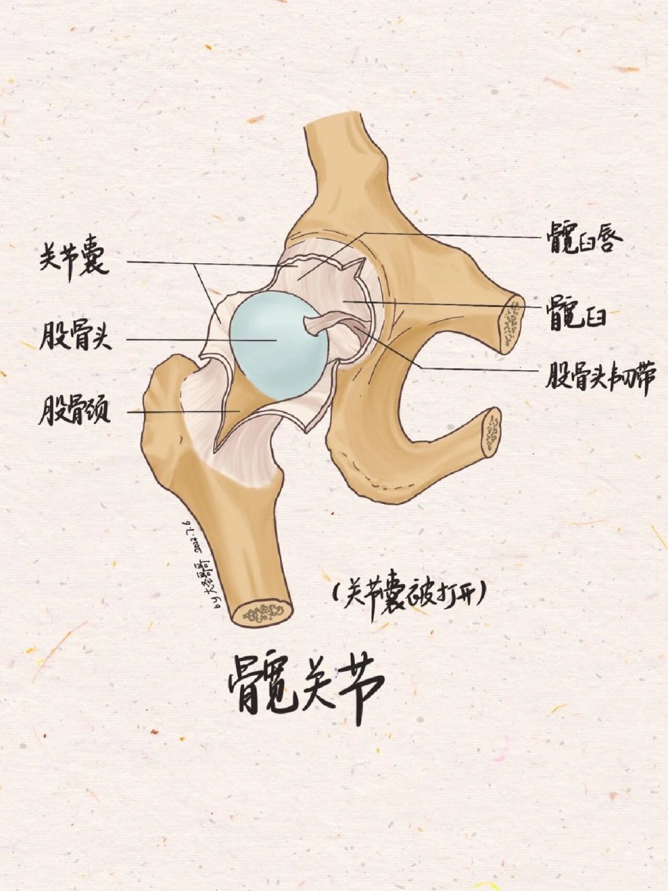 髋关节盂唇解剖图图片