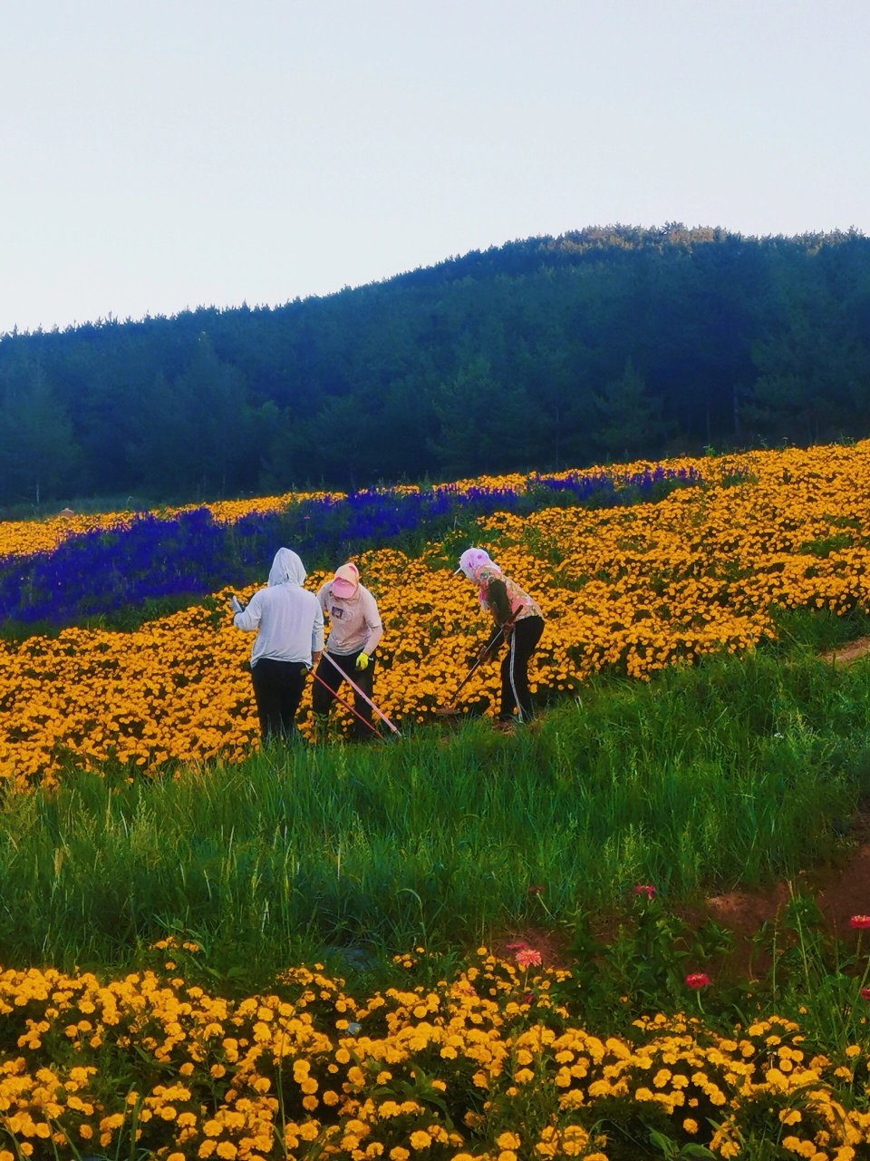 赤峰最漂亮的马鞍山花海 花期大概还有10—15天