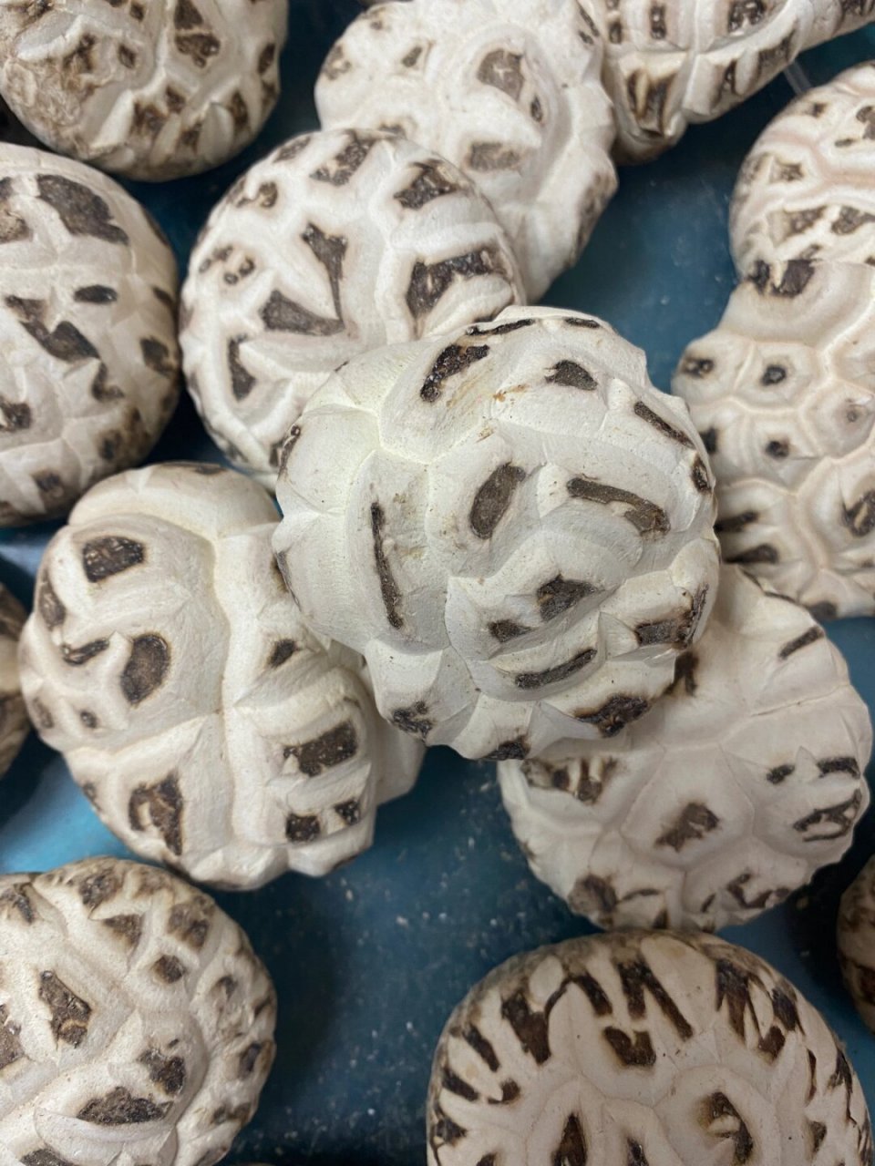 姐妹们,这天白冬花菇家里一定要备上! 原相机拍摄,实物更漂亮!