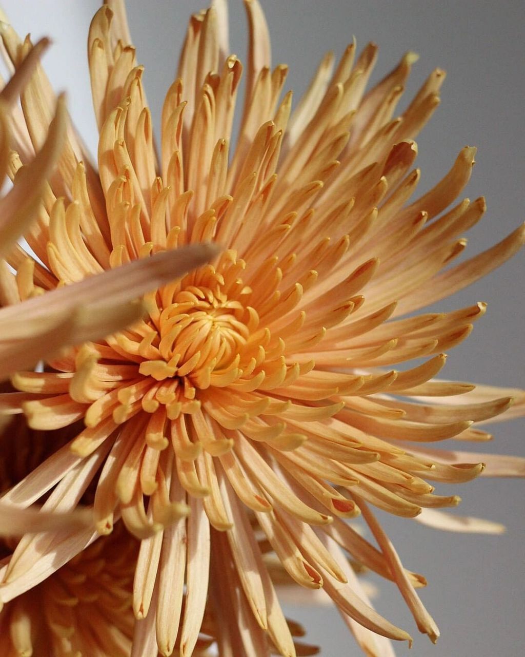 受欢迎9999花期:15-20天(超长待机)9999特点:烟花菊也叫安娜