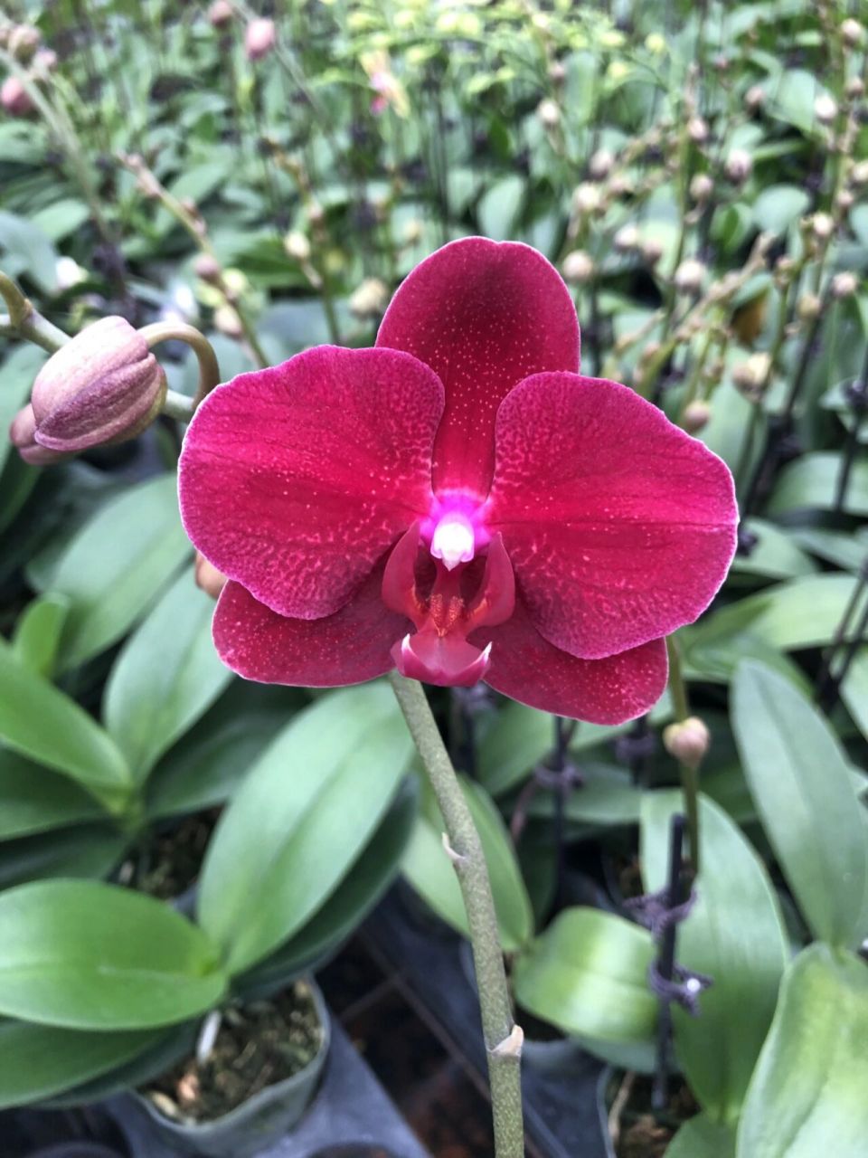 蝴蝶兰-拉菲 中花型:血色绒面花,喜阴