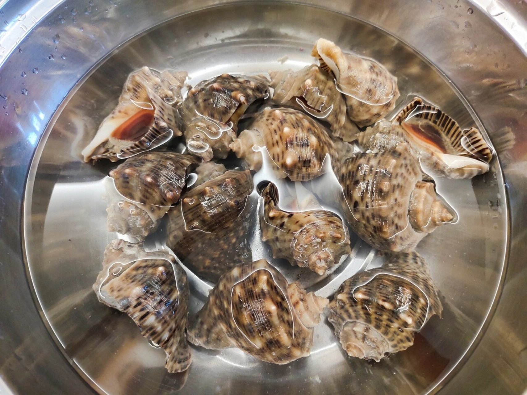 来大连旅游就当然要吃海鲜啦90,肉质紧实的海螺是美味之一 94挑选