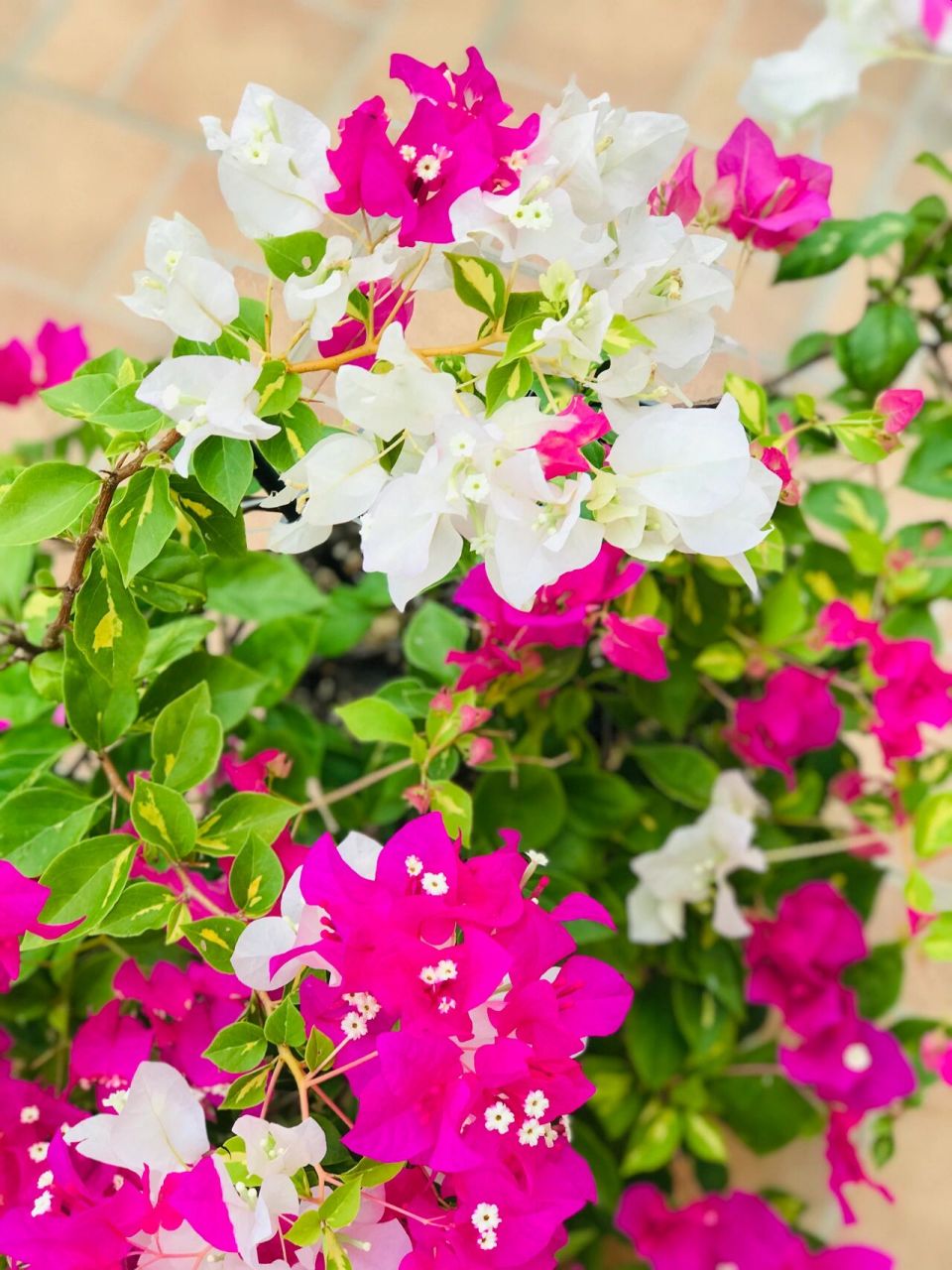 金心双色三角梅 又是一个勤花品种,长得又快,枝条细垂下,适合阳台种植