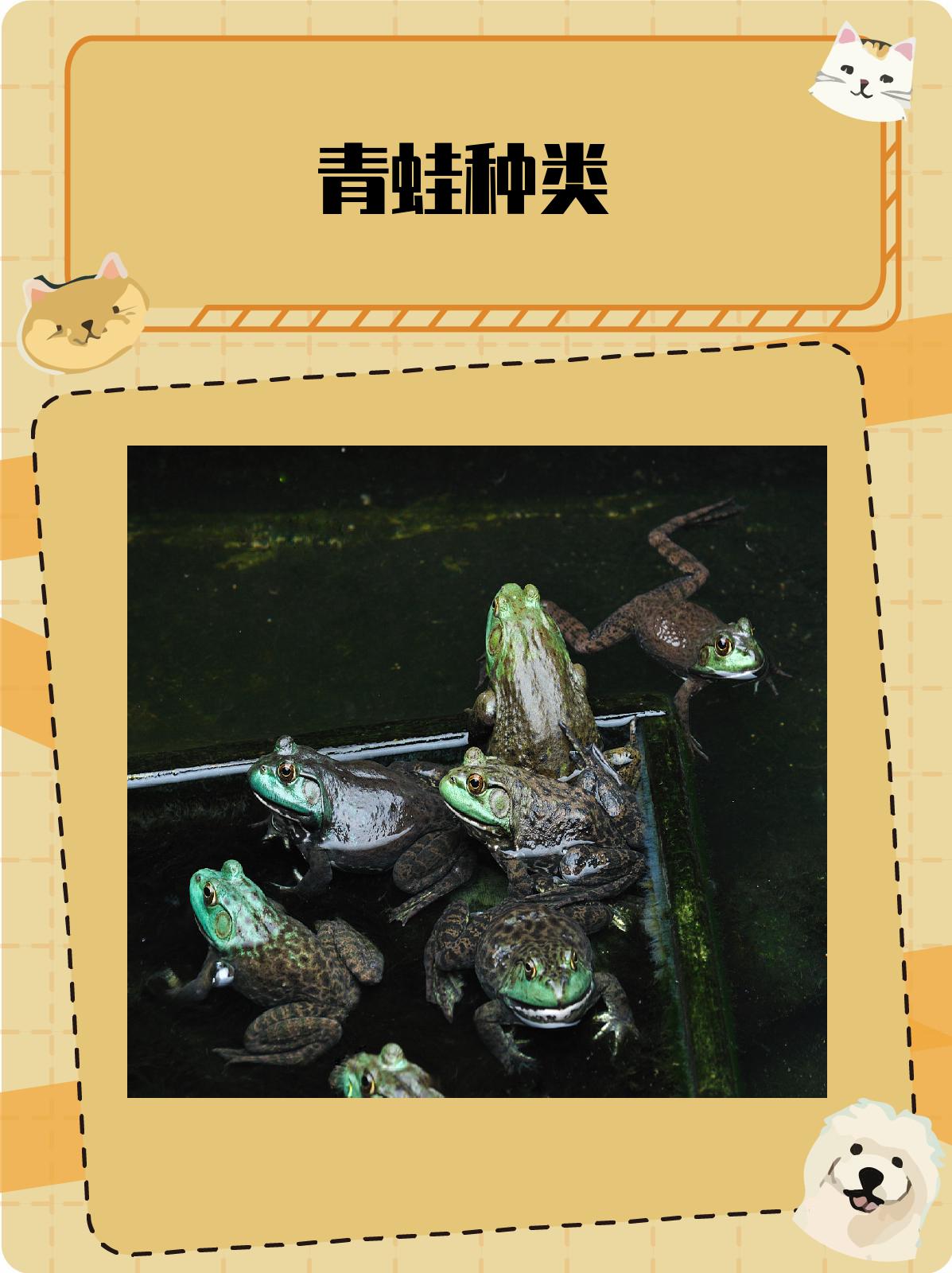 青蛙种类  青蛙是两栖动物中的一种,它们种类繁多,形态各异.