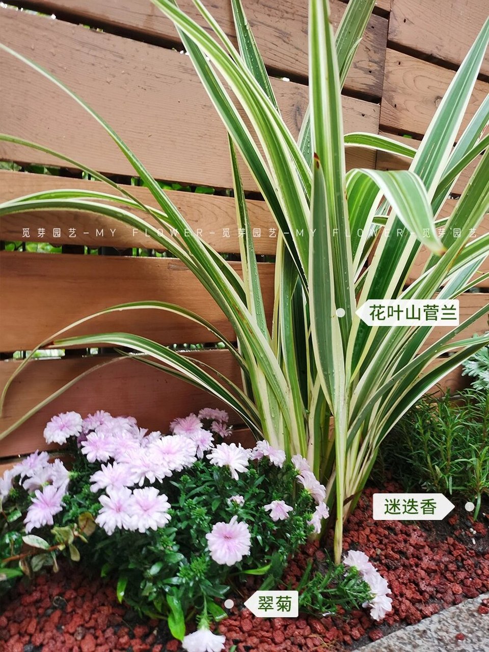 低维护花镜植物搭配92太喜欢这种感觉了 植物搭配: 玉簪,亮金女贞塔