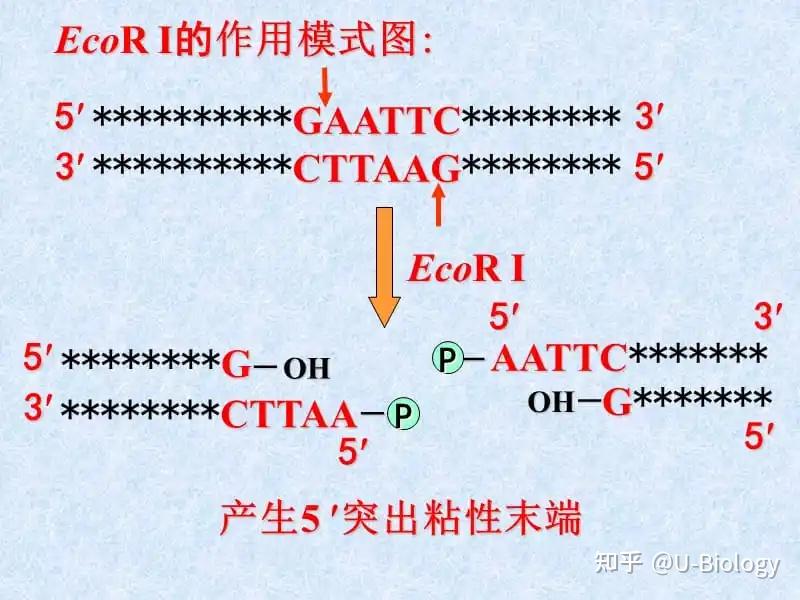 磷酸二酯键位置图片