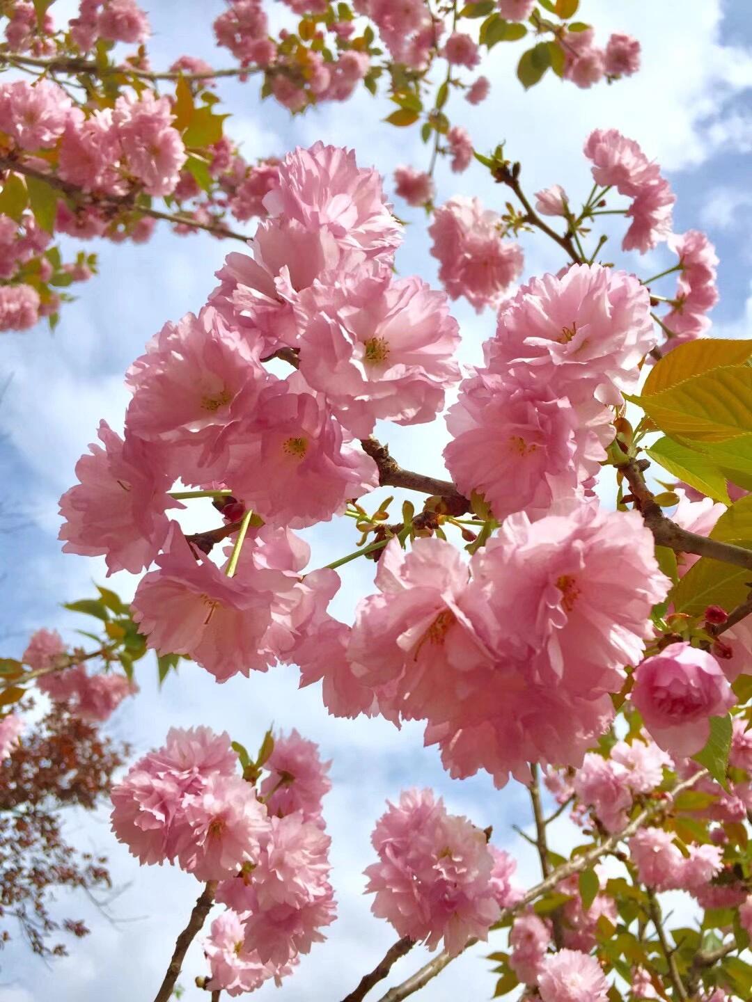 青白江凤凰湖樱花节图片